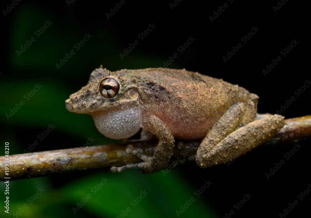Fototapeta premium Fauna