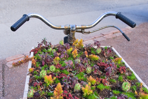 Succulents in Box on Vintage Bicycle