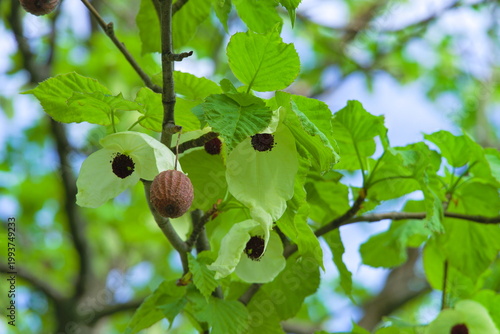 Handkerchief Tree Flowers and Fruit from Below