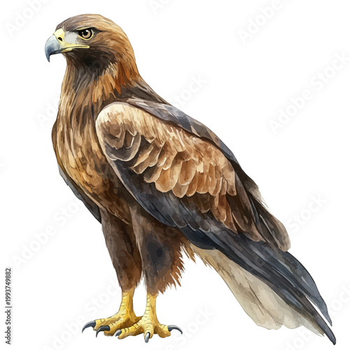Foto Golden Eagle, charming watercolor clipart, isolated on a white background