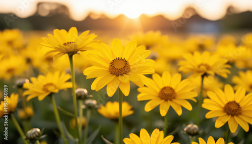 A field of yellow daisies is illuminated by the setting sun. The daisies bloom brightly, creating a vibrant scene filled with cheerful yellow flowers.