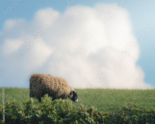 Sheep and the Countryside outside Clara Vale Gateshead, with a dramatic cloud backdrop, April 2026
