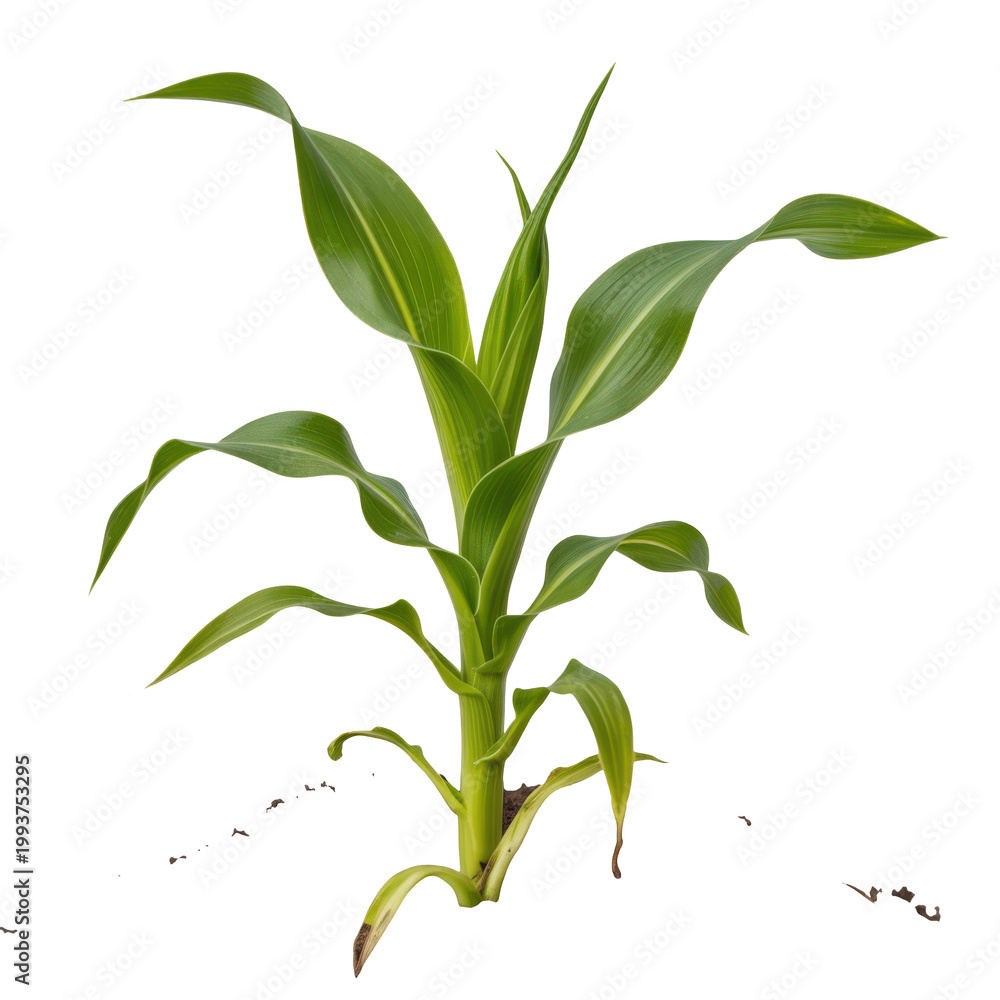 Fototapeta premium Young green corn plant seedling isolated on transparent background