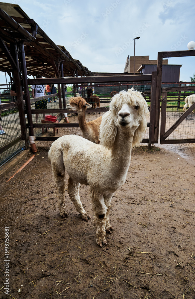 Fototapeta premium Cute white hairy alpaca in full height on the farm. High quality photo