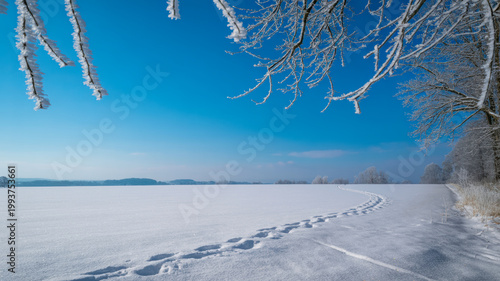 Bright winter landscape features a snow covered field with winding footprints under a clear blue sky framed by frosted tree branches