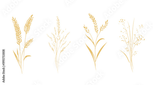 Four golden botanical illustrations of wheat, grains, and wildflowers, set against a white backdrop