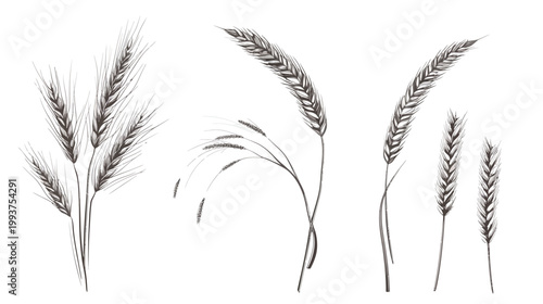 Black and white illustration of wheat and stalks, resembling ink drawings on a white background