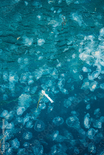 Person Glides Alongside Translucent Jellyfish In Calm Ocean From Drone Perspective