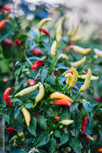 Small red chili pepper bush