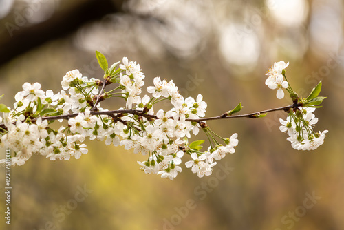 Close-up of white cherry blossoms on branches with green leaves. Fresh spring nature background with selective focus and beautiful bokeh. Symbol of renewal and blooming season.