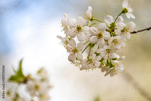 Close-up of white cherry blossoms on branches with green leaves. Fresh spring nature background with selective focus and beautiful bokeh. Symbol of renewal and blooming season.
