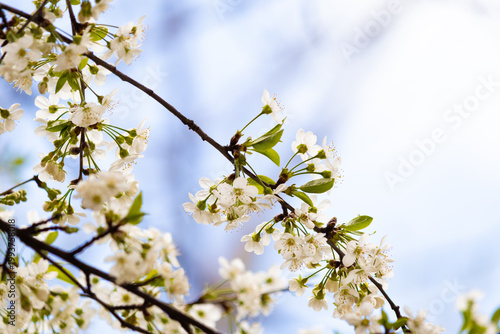 Close-up of white cherry blossoms on branches with green leaves. Fresh spring nature background with selective focus and beautiful bokeh. Symbol of renewal and blooming season.
