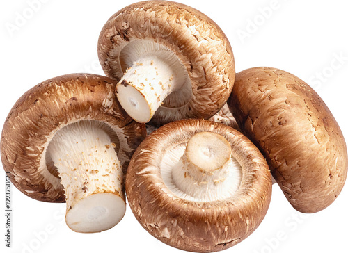 식재료-버섯-표고버섯-버섯갓-표고버섯 기둥-식용 버섯-여러 개-배경 제거