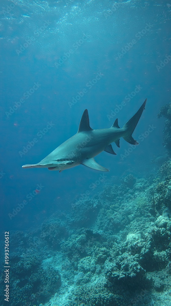 Fototapeta premium Hammerhead shark in the underwater world. Marine fauna observation