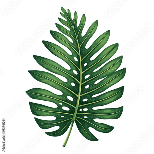 A vibrant green tropical Monstera leaf with natural fenestrations and a detailed texture, isolated on a white background.