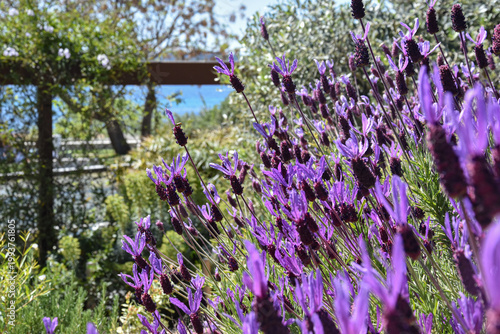 Foto Vue sur mer depuis un jardin méditerranéen en fleurs