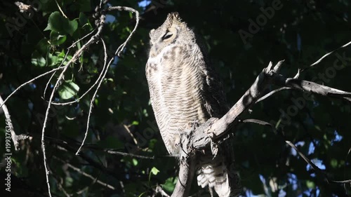 Great Horned Owl on a Trre Branch on a Windy Day