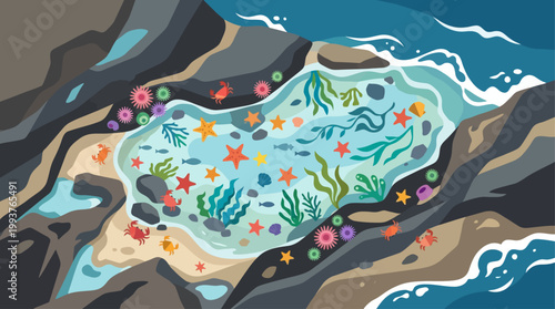 A vibrant Flat Design illustration capturing the diverse marine life found in a tidal pool at low tide. This visual emphasizes the unique and resilient ecosystem of coastal intertidal zones.