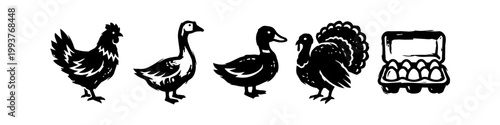 Canvastavla Collection of hand-drawn rustic poultry icons featuring silhouettes of a chicken, goose, duck, turkey, and a carton of fresh farm eggs