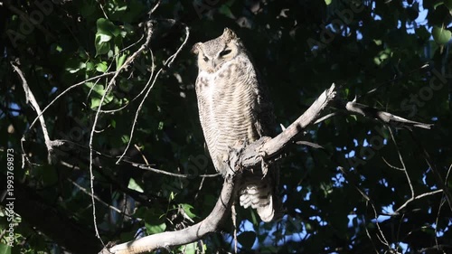 Great Horned Owl on a Trre Branch on a Windy Day