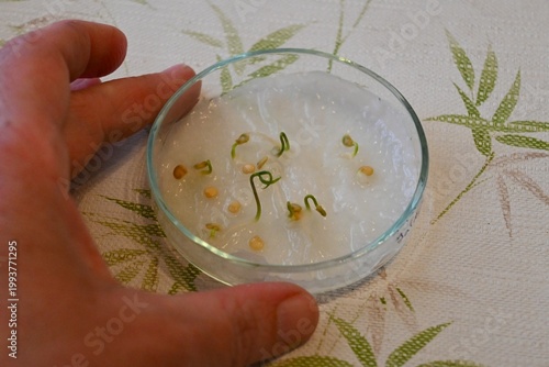 Canvas Print Petri dish with germinating pepper seeds held in hand, representing research, innovation, and plant development