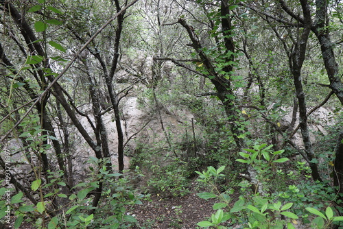 Ancien oppidum, aussi appelé oppidum de mus, site archéologique, village de Sauve, département du Gard, France