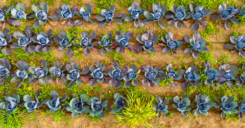 Canvas-taulu Beautiful top down agricultural drone photography showing multiple lines of vibr