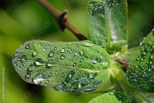 Honeyberry: a close-up of the flower and leaf