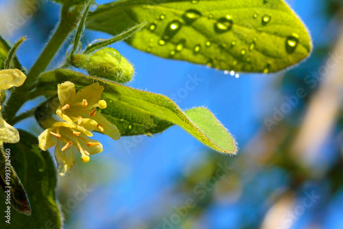Honeyberry: a close-up of the flower and leaf
