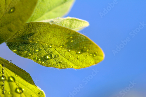 Honeyberry: a close-up of the flower and leaf