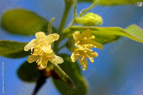 Honeyberry: a close-up of the flower and leaf