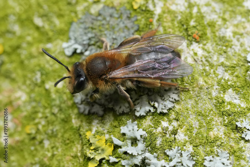 Canvastavla Closeup on a female mellow miner mining bee, Andrena mitis on a weathered tree-t