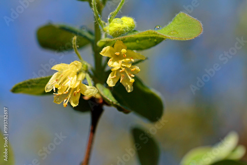 Honeyberry: a close-up of the flower and leaf