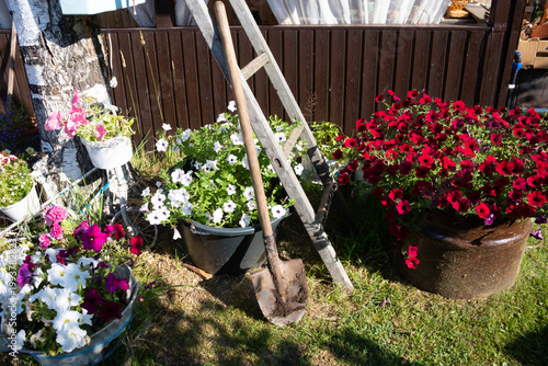 There are colorful petunias growing in the garden, and a ladder and a shovel are nearby