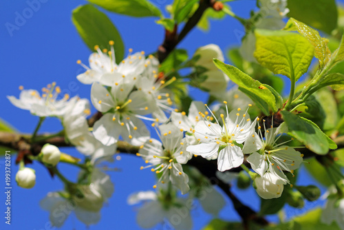 blooming yellow plum tree
