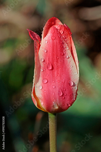 fire  tulip in garden