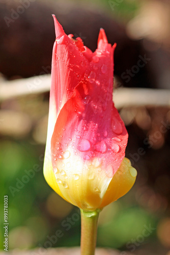 fire  tulip in garden