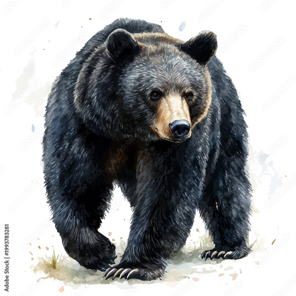 Fototapeta premium watercolor of Black Bear vector painting, isolated on a white background.