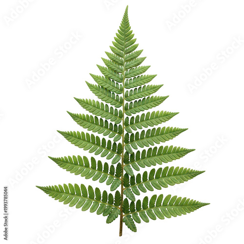 Lush green fern tree with delicate fronds and vibrant foliage isolated png