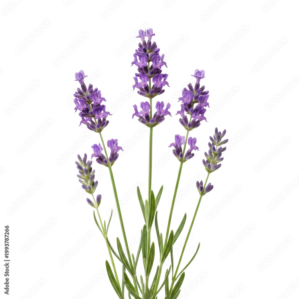 Obraz premium Vibrant lavender plant with purple flower spikes and silvery-green leaves, isolated on a transparent studio background for scientific botanical beauty