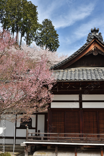 善峯寺　側面からの釈迦堂とサクラ(京都市西京区)