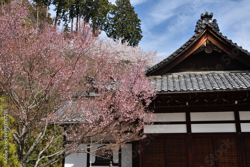 善峯寺　側面からの釈迦堂とサクラ(京都市西京区)