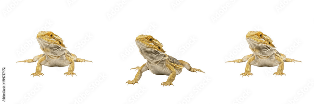 Obraz premium Bearded Dragon Reptile Lizard for Pet Store and Exotic Wildlife Education