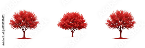 Cuadro en lienzo Red Maple Tree with Autumn Foliage for Nature Landscapes and Park Decor