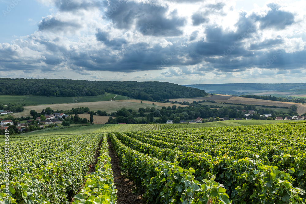 Fototapeta premium Champagne vineyards establishing grape harvest in Marne