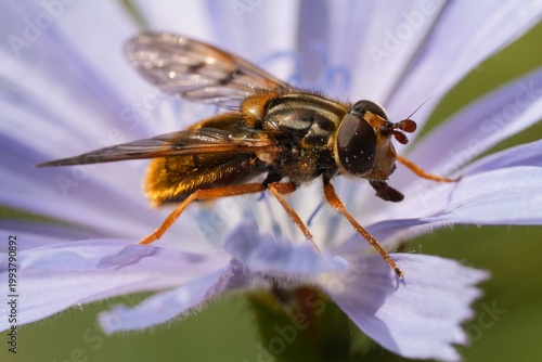 Foto Closeup on a Common Copperback hover fly , Ferdinandea cuprea on a light blue wi