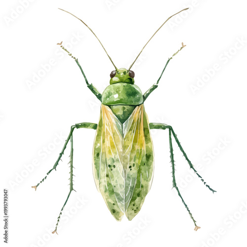 watercolor of Aphid draw illustration, isolated on a white background.