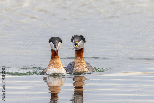 Fotografija Horned Grebe pair during mating season in Alaska