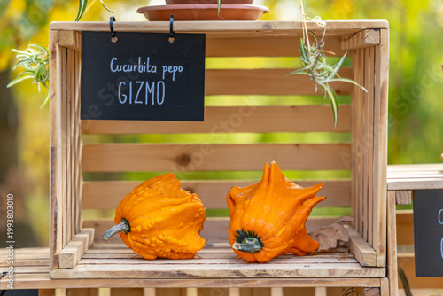 Foto Ornamental squash Cucurbita pepo Gizmo in Prague