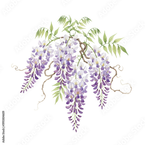 Clusters of elegant wisteria flowers with cascading violet and white petals, green pinnate leaves, and twisting stems on white background, ethereal spring mood